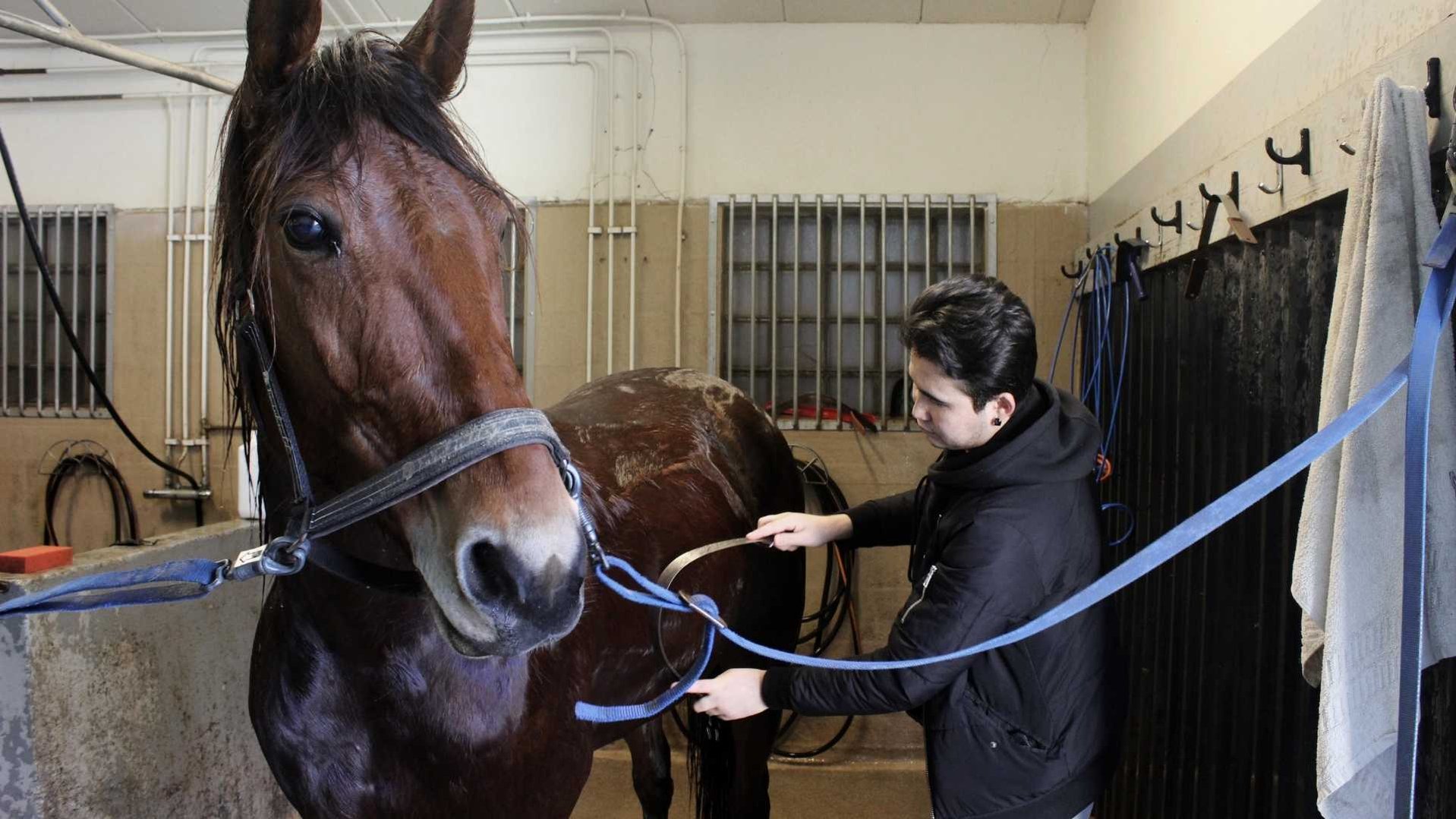 Youth taking care of horse on Solvalla during Travkraft project in Sweden